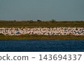 Massive flamingo flock resting on tranquil wetland lake 143694337