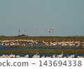 Wild flamingo colony flying over coastal wetlands 143694338