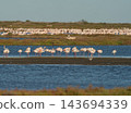 Peaceful flamingo colony resting in coastal wetland lagoon 143694339