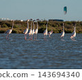 Graceful flamingos wading peacefully in coastal lagoon 143694340