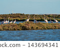 Graceful flamingos wading together in coastal wetland lagoon 143694341