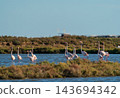 Graceful flamingos wading in tranquil coastal wetland 143694342
