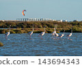 Flamingos wading in coastal lagoon with kite surfer 143694343