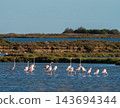 Graceful flamingo flock wading in coastal lagoon 143694344