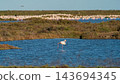 Solitary flamingo standing in blue wetland lagoon 143694345