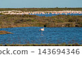 Lone flamingo standing in blue wetland lagoon 143694346