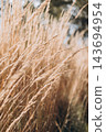 Abstract natural background of soft plants Cortaderia selloana. Pampas grass on a blurry bokeh, Dry reeds boho style. Fluffy stems of tall grass in autumn. Web banner 143694954