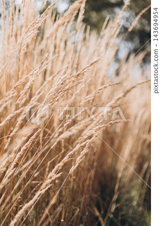 Abstract natural background of soft plants Cortaderia selloana. Pampas grass on a blurry bokeh, Dry reeds boho style. Fluffy stems of tall grass in autumn. Web banner 143694954