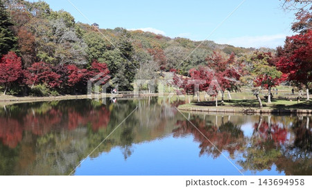 秋葉倒映在池塘中-笠間市北山公園 秋葉倒映在池塘中-笠間市北山公園 143694958
