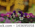 Pansies and bokeh at F1.8. 143695058