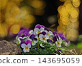 Pansies and bokeh 2 143695059