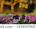 Pansies and bokeh 143695060