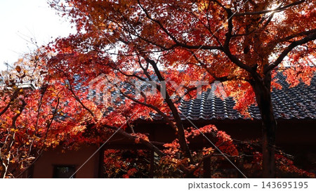 竹西市西勝寺的道路兩旁落滿了秋葉。 143695195