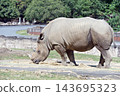 Southern white rhino eating grass 143695323