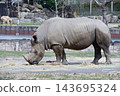 Southern white rhino eating grass 143695324