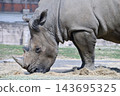 Southern white rhino eating grass 143695325