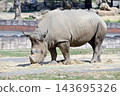 Southern white rhino eating grass 143695326