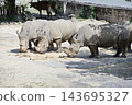 Southern white rhino eating grass 143695327