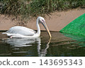 A great white pelican swimming gracefully 143695343