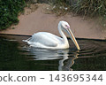 A great white pelican swimming gracefully 143695344