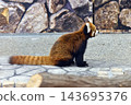 Lesser panda 143695376
