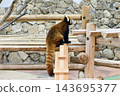 Lesser panda 143695377