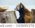 Red panda relaxing on a tree 143695378