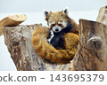 Red panda relaxing on a tree 143695379