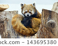 Red panda relaxing on a tree 143695380
