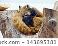 Red panda relaxing on a tree 143695381