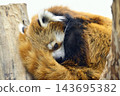 Red panda relaxing on a tree 143695382