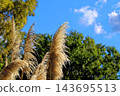 Pampas grass swaying in the blue sky (Kyuhoji Green Space) 143695513