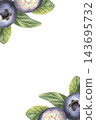 Blueberry frame, half, whole berries, leaves. Hand-painted watercolor illustration isolated on white for tea, food packaging, jam label, logo, branding, recipe book, advertising, product, food design 143695732