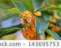 Osmanthus flowers, bringing the scent of autumn (Kyuhoji Green Space) 143695753