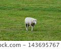 A pasture with grazing sheep 143695767