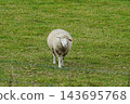 Sheep walking in a green pasture 143695768