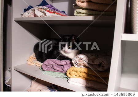 Tuxedo cat settled deep into fluffy towels. Household routine living with cats illustration. Cat behavior and comfort in enclosed space Tuxedo cat settled deep into fluffy towels. Household routine living with cats illustration. Cat behavior and comfort in enclosed space 143695809