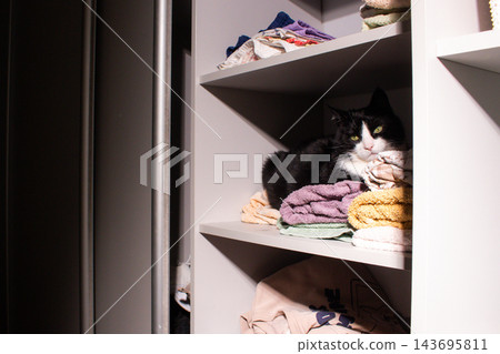 Tuxedo cat nestled among white bath linens in open cabinet. Pure comfort. Domestic life with cat concept. Feline behavior at its most relaxed Tuxedo cat nestled among white bath linens in open cabinet. Pure comfort. Domestic life with cat concept. Feline behavior at its most relaxed 143695811