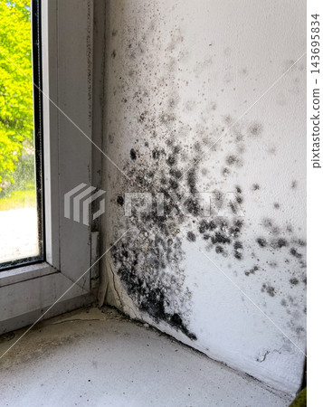 Dampness and fungal mold on windows and wall slopes in poorly maintained apartment. Illustrates bad housing conditions, hygiene issues, and health hazards for residents Dampness and fungal mold on windows and wall slopes in poorly maintained apartment. Illustrates bad housing conditions, hygiene issues, and health hazards for residents 143695834