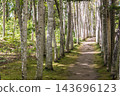 [Birch tree-lined street] 143696123