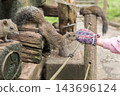 [Machida Squirrel Park: Feeding sunflower seeds to squirrels] 143696124
