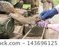 [Machida Squirrel Park: Feeding sunflower seeds to squirrels] 143696125