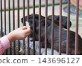 [Feeding the black guinea pigs at Machida Squirrel Park] 143696127