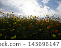 Autumn sky and cosmos Autumn sky and cosmos 143696147