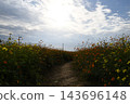 Autumn sky and ripening yellow cosmos flowers. Autumn sky and ripening yellow cosmos flowers. 143696148