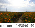 A landscape with a sunflower field and telephone poles. A landscape with a sunflower field and telephone poles. 143696149