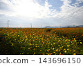 Autumn sky and sunflowers Autumn sky and sunflowers 143696150