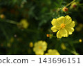 Yellow cosmos Yellow cosmos 143696151