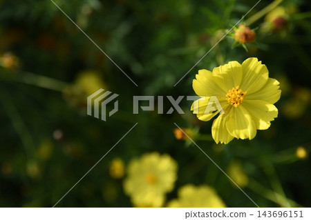 Yellow cosmos Yellow cosmos 143696151
