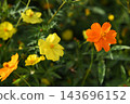 Bright orange yellow cosmos Bright orange yellow cosmos 143696152
